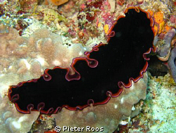 litle flatworm looks like a spanish dancer, i do not mean... by Pieter Roos 